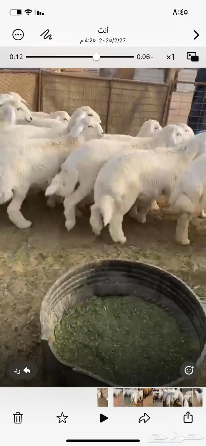 ذبايح حري خرفان طليان خروف جبر ذبيحه 3
