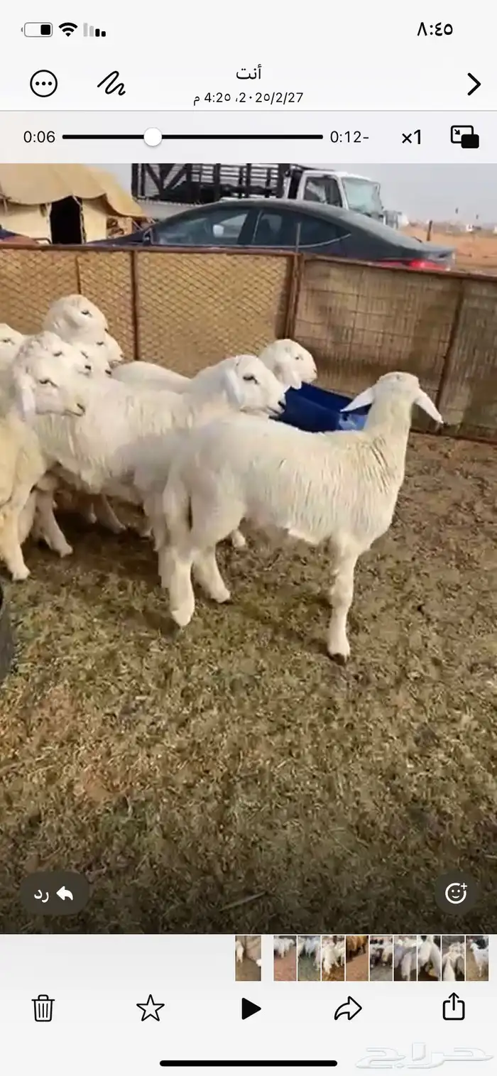 ذبايح حري خرفان طليان خروف جبر ذبيحه 4