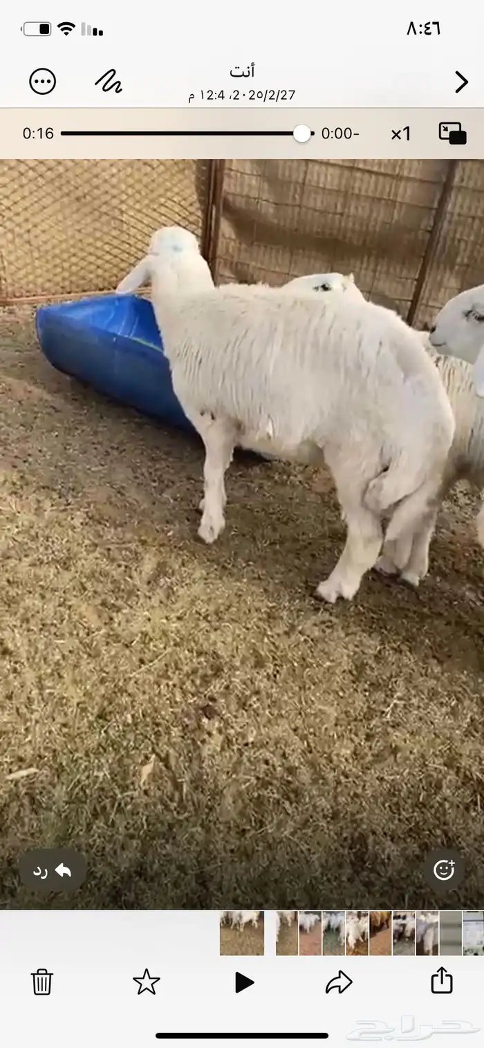ذبايح حري خرفان طليان خروف جبر ذبيحه 0