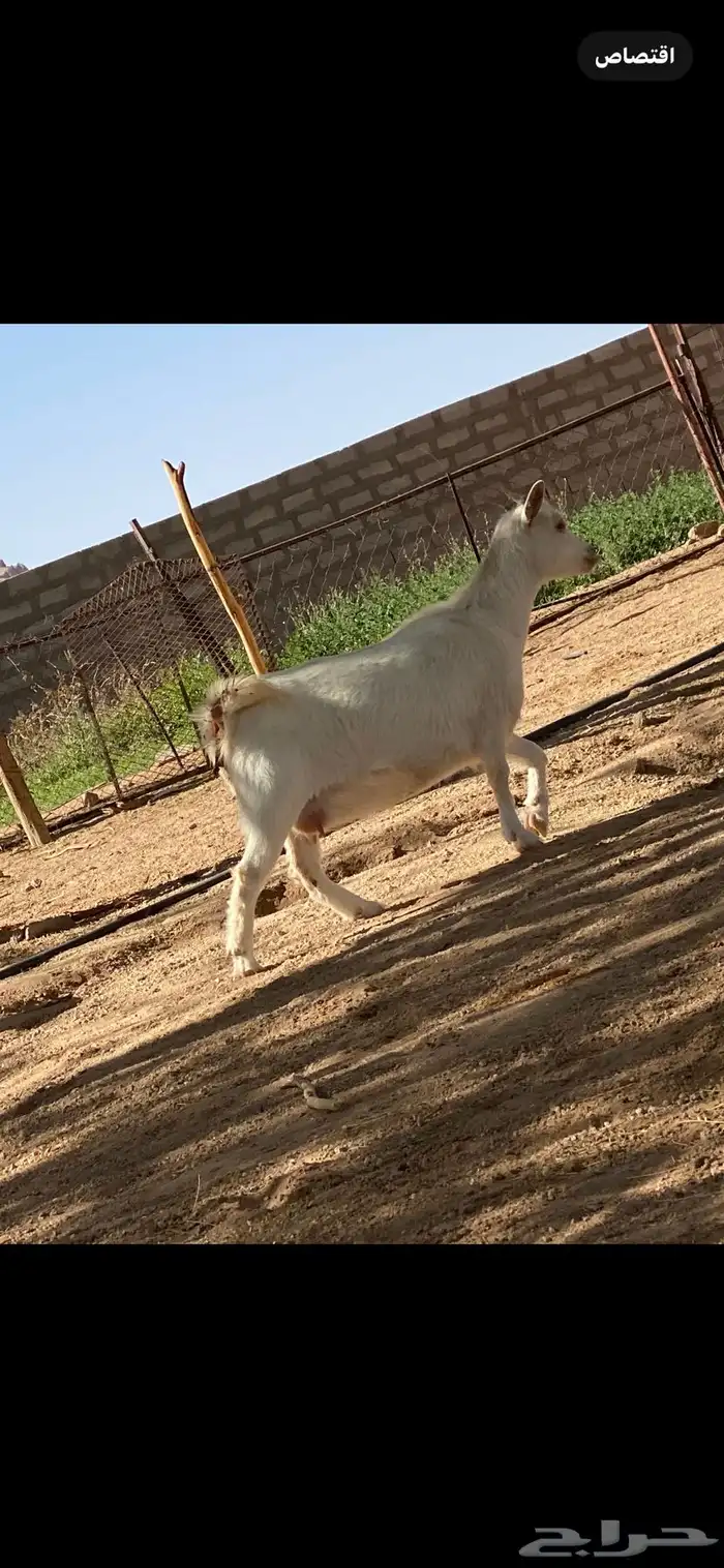 مراح للبيع قزمي تشيكي مستوى عالي ماشاءالله 0