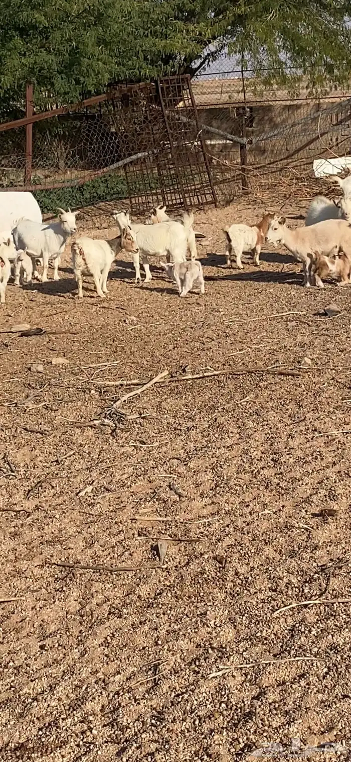 مراح للبيع قزمي تشيكي مستوى عالي ماشاءالله 2