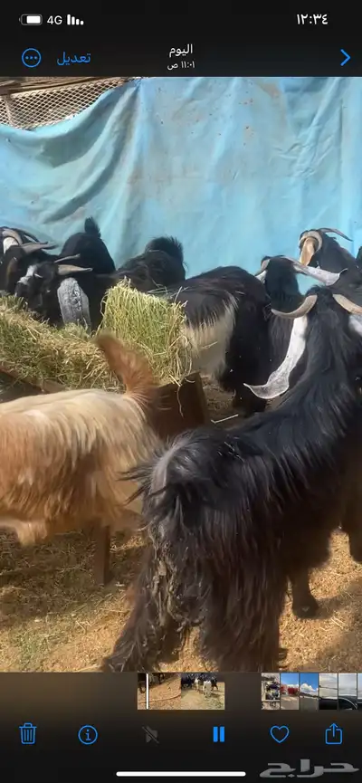 تيوس ذبايح 3