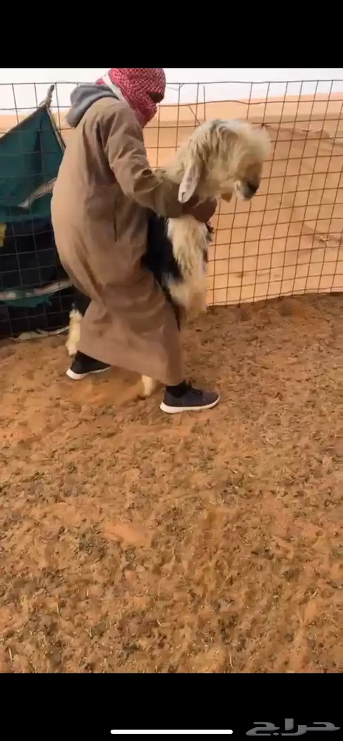 تم البيع 1