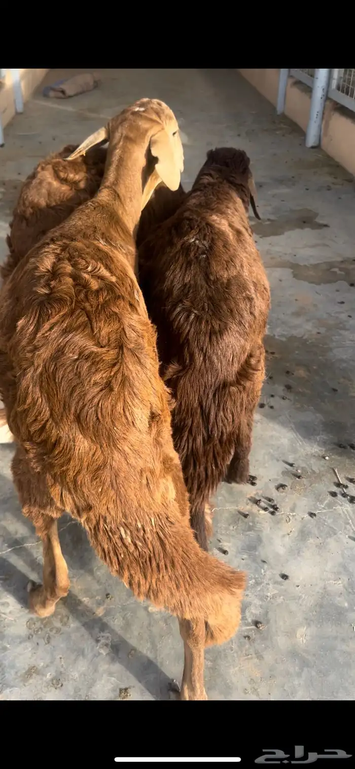 طليان سواكن 0