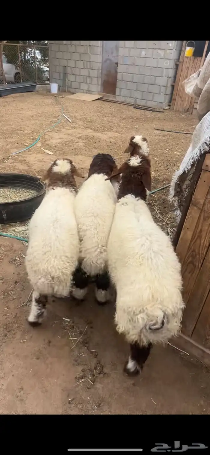 هرفى ذبايح طيبه 0
