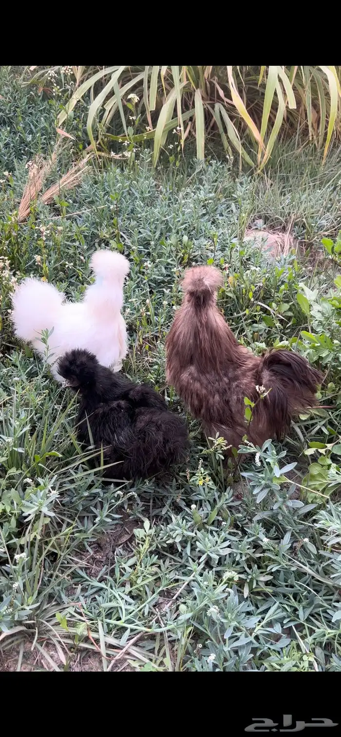 للبيع طقم قطني ( سلكي ) بياض ( تم البيع ) 0