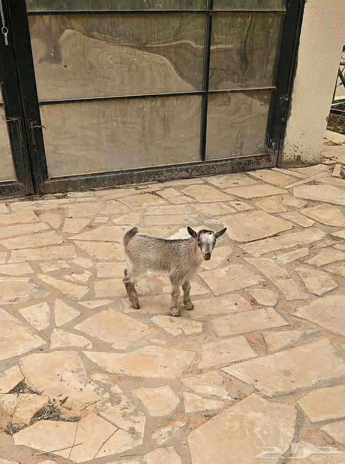 ماعز قزم ذكر عمره 3 أسابيع 0