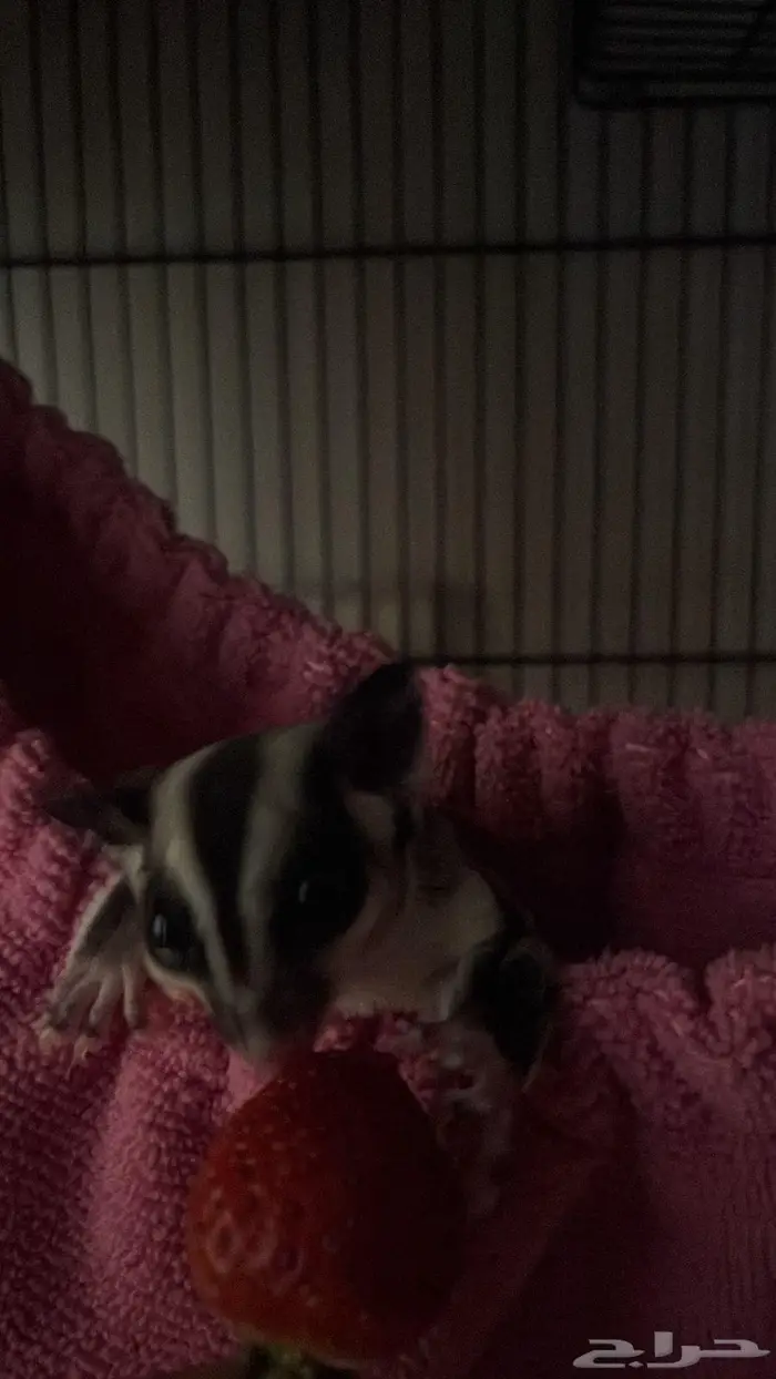 زوج شوقر قلايدر 4