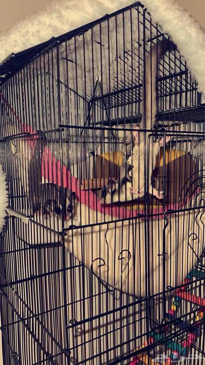 زوج شوقر قلايدر 2