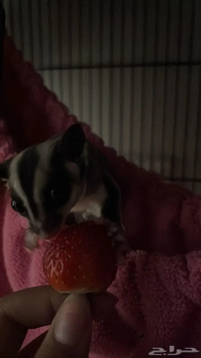 زوج شوقر قلايدر 3