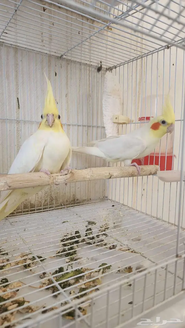 زوج كروان لاتينو منتج(تم البيع) 0