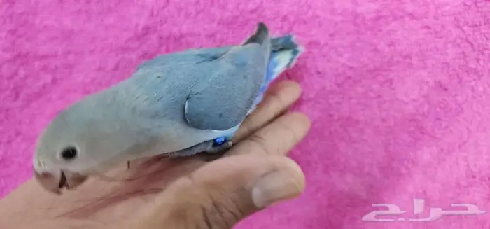 روز اليف وهدد مع الصغير والكبير 3