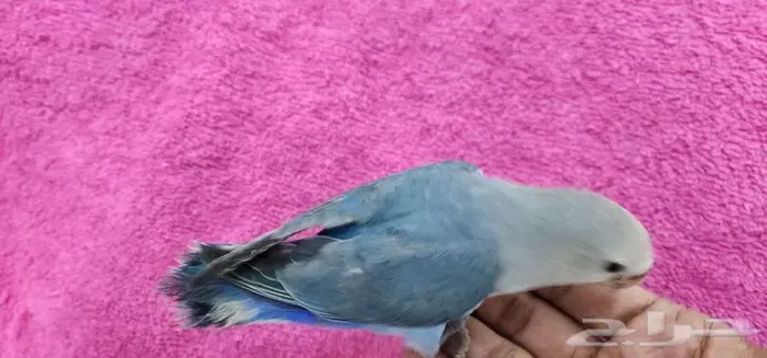 روز اليف وهدد مع الصغير والكبير 2