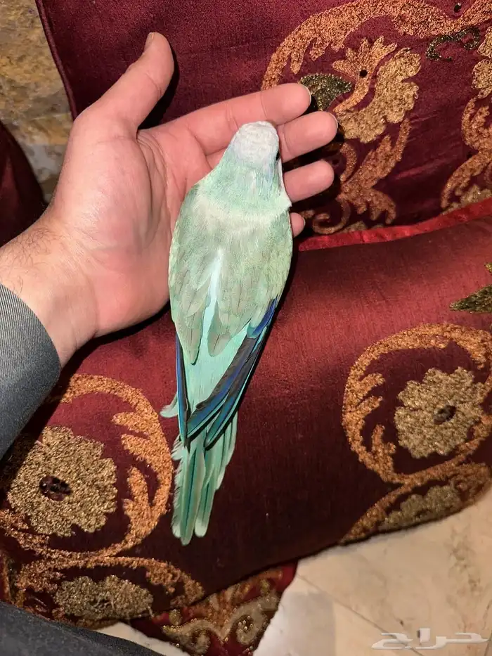 كويكر دايلوت تم البيع 5