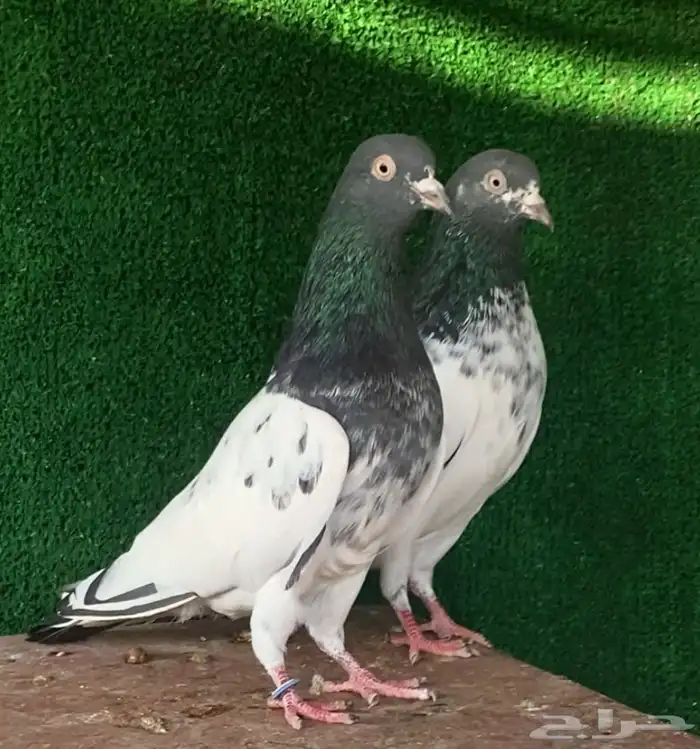 جوز تيدي تم البيع 0