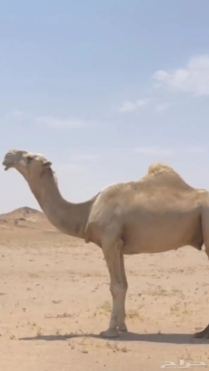 بعير كفو تمامي 1