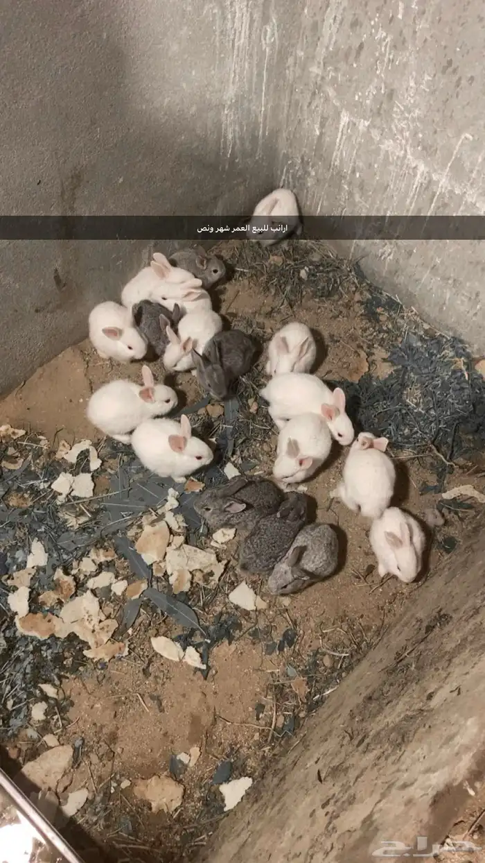 ارانب للبيع العمر شهر ونص 0