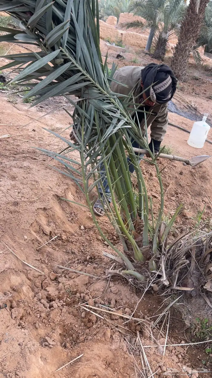 فسائل خضري وفسائل ذكور لقاح النخل 2