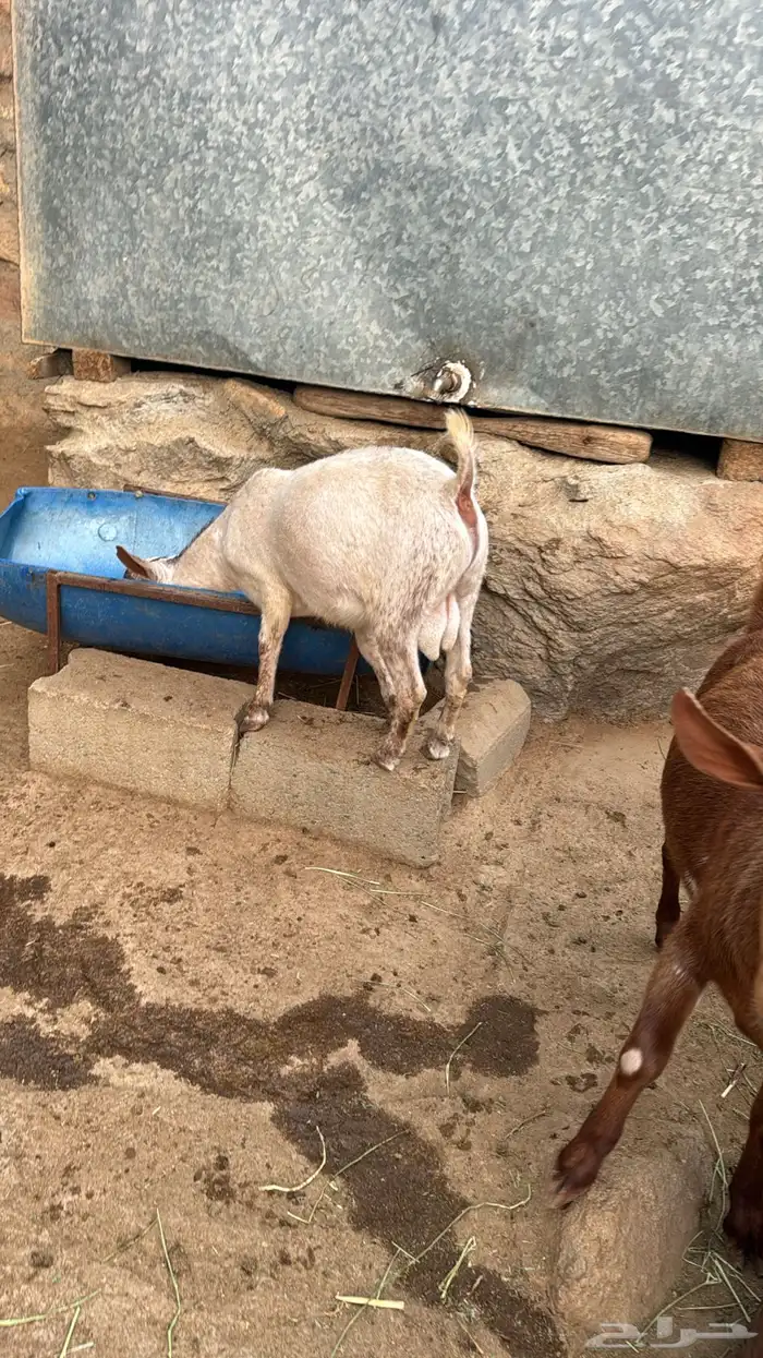 تيس فل شحم ولحم 3