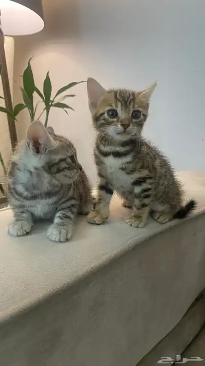كيتين بنقال بيور 7