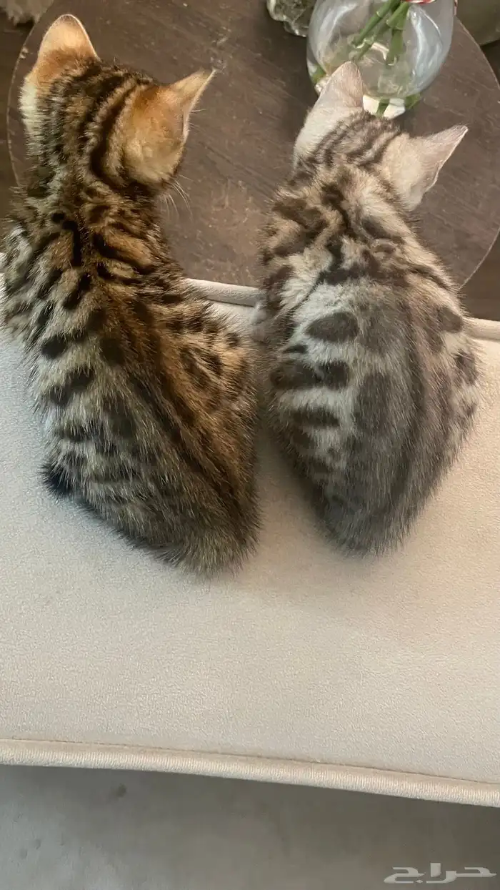 كيتين بنقال بيور 3
