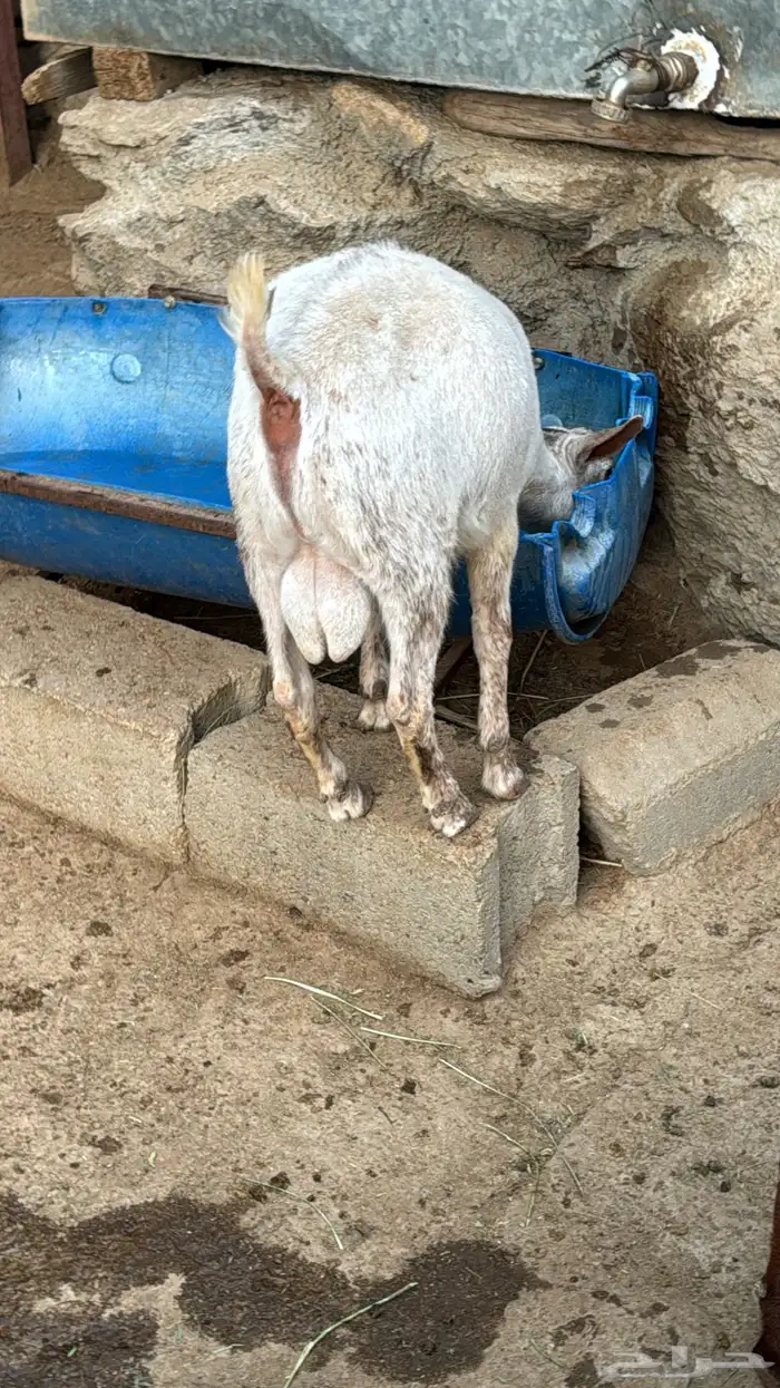 تيس فل شحم ولحم 0