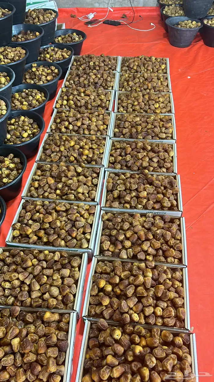 أفخر انواع تمور القصيم الملكيه 13