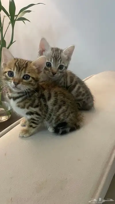 كيتين بنقال بيور 0