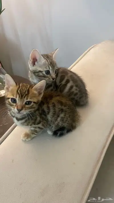 كيتين بنقال بيور 1