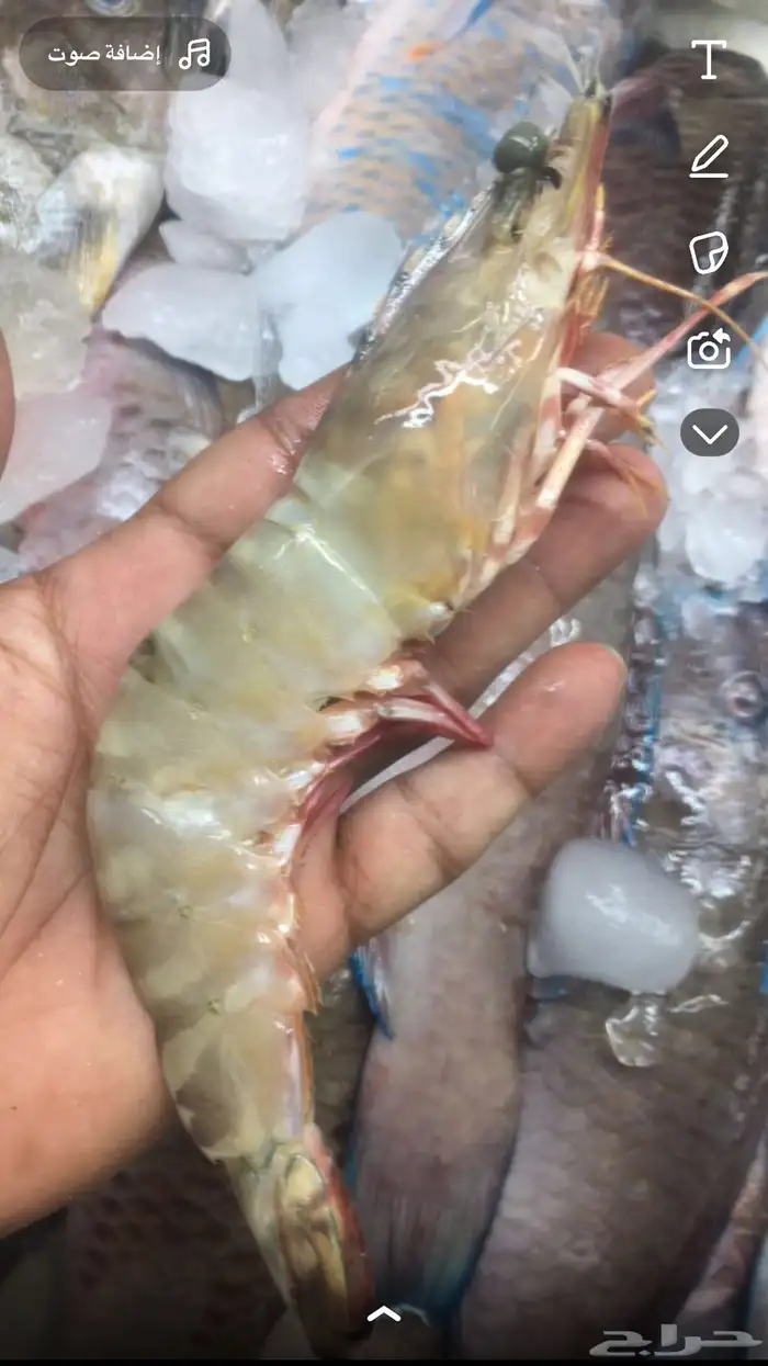 سمك بحري طازه 13