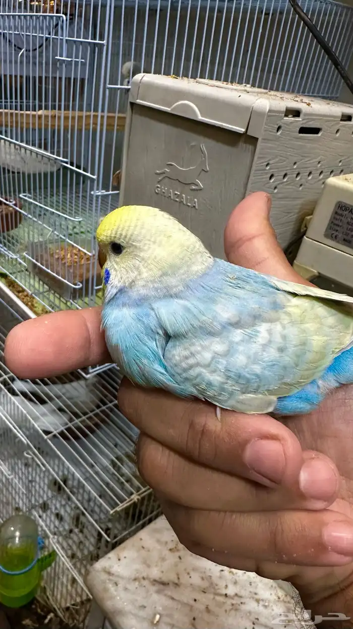 جوز رينبو منتج معه 4 فروخ 3