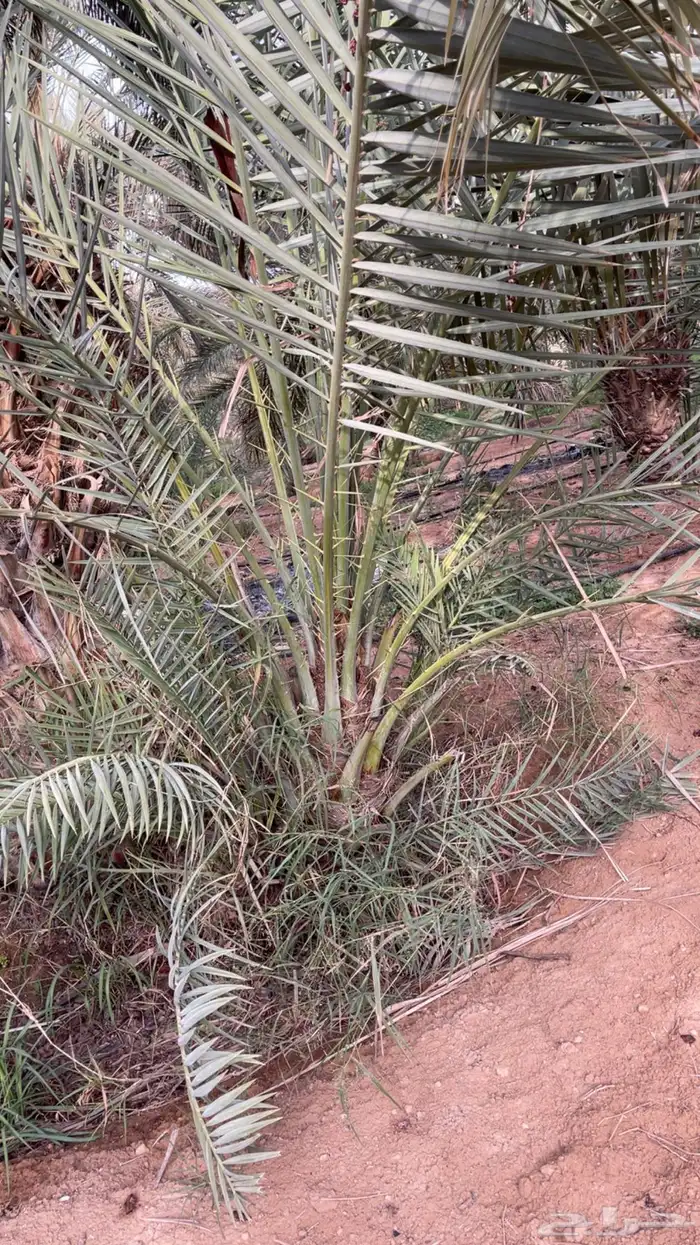 فسائل خضري وفسائل ذكور لقاح النخل 0