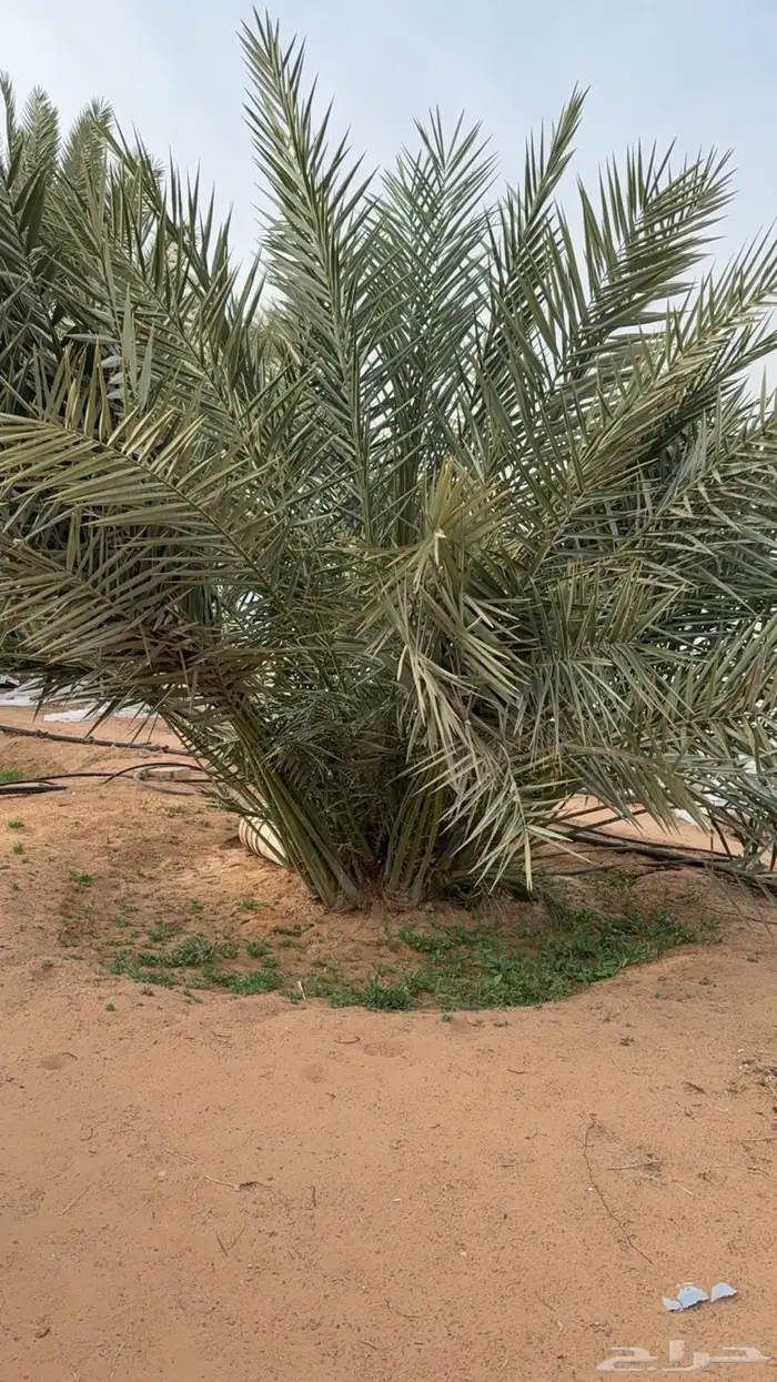 حيش ونخل للبيع 2