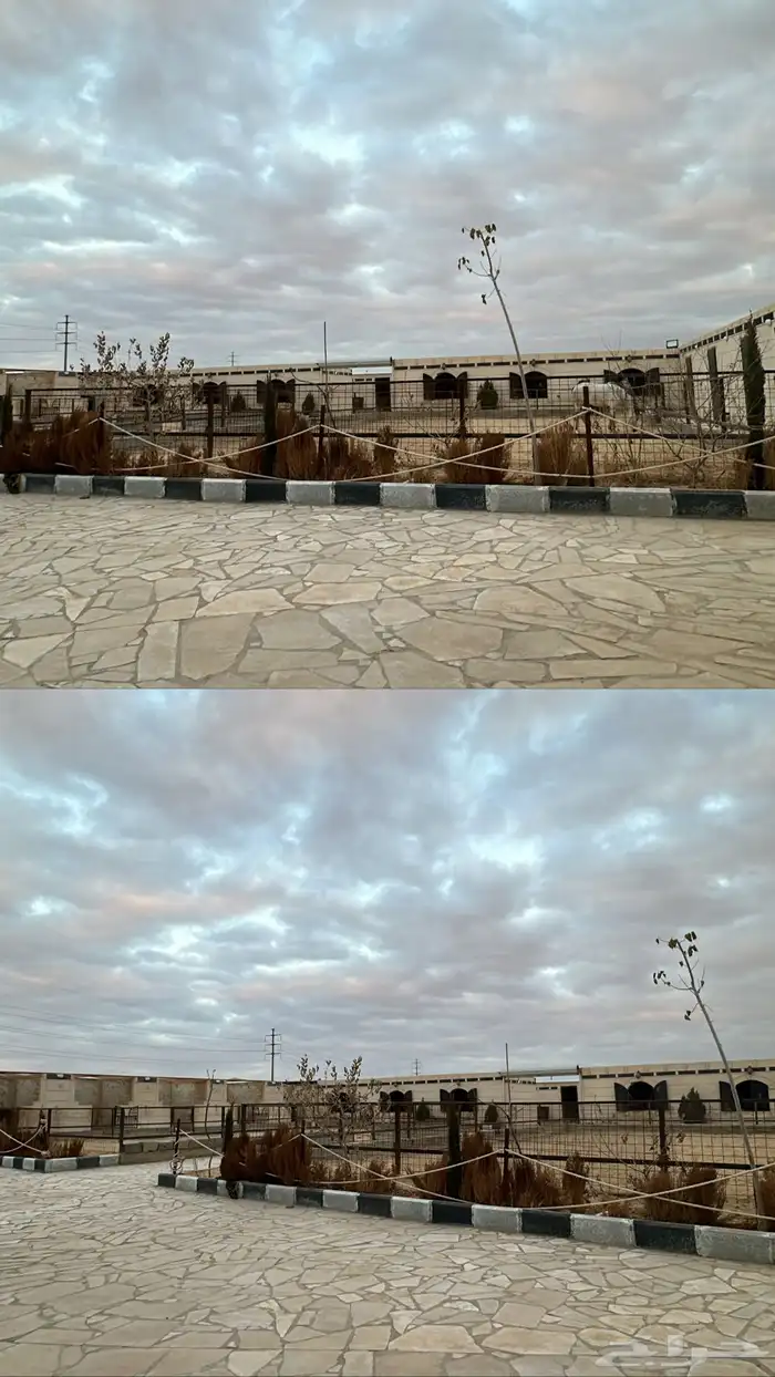 مربط الفهد خيل 3