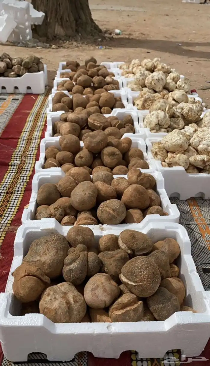 فقع زبيدي بلدي لقط الحفر 1