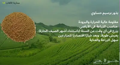 بذور برسيم حساوي 0