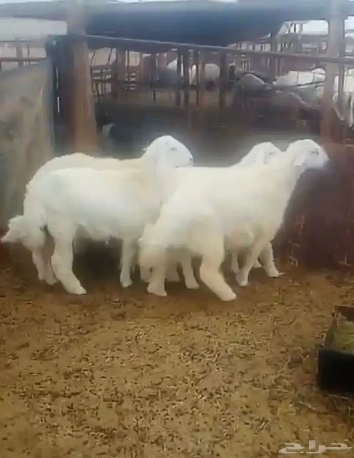 طليان حريه للبيع 2