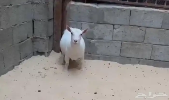 الماعز القزم 5