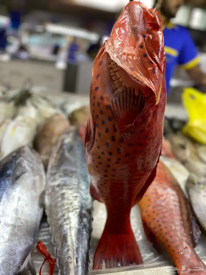 سمك بحري طازه 1