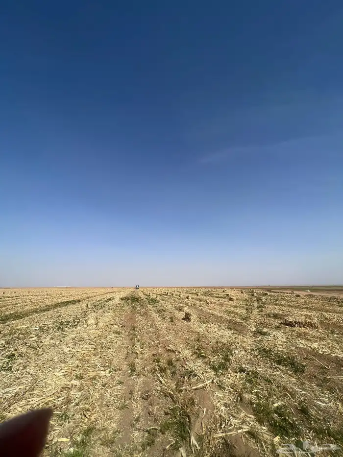 تبن ذرة صفرا 1