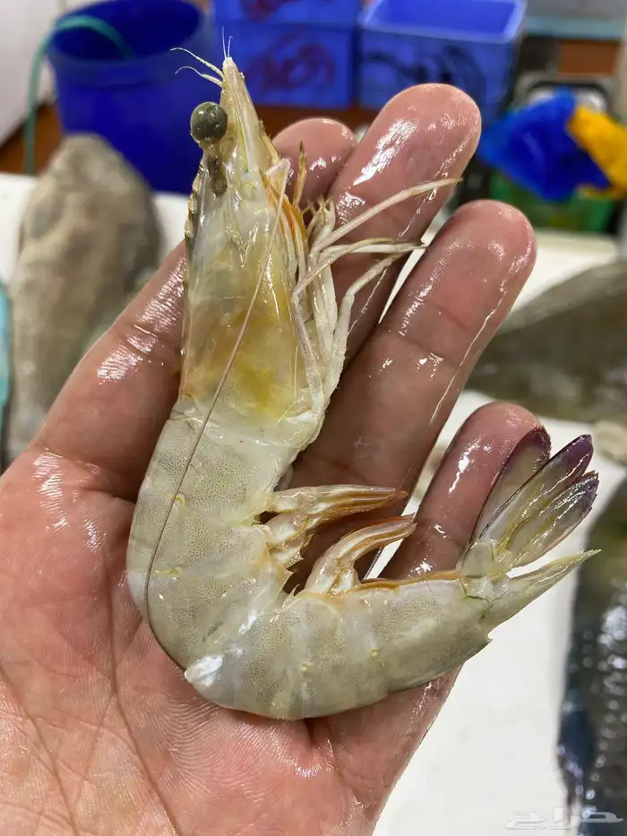سمك بحري طازه 2