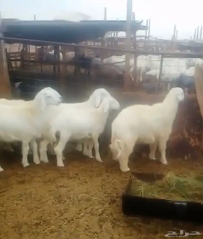 طليان حريه للبيع 1