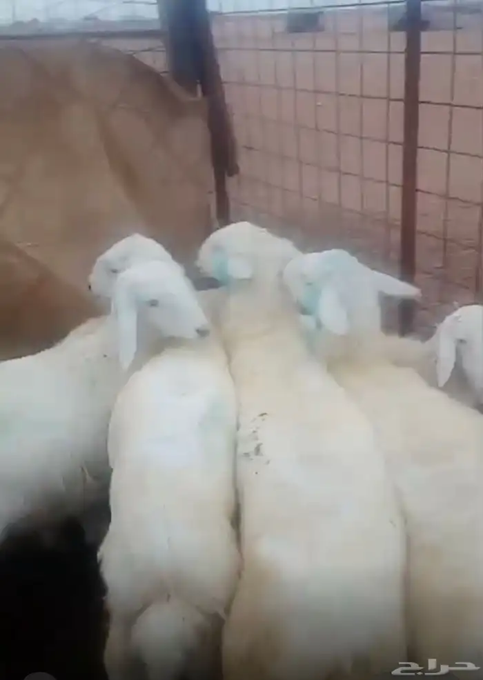 طليان حريه للبيع 3