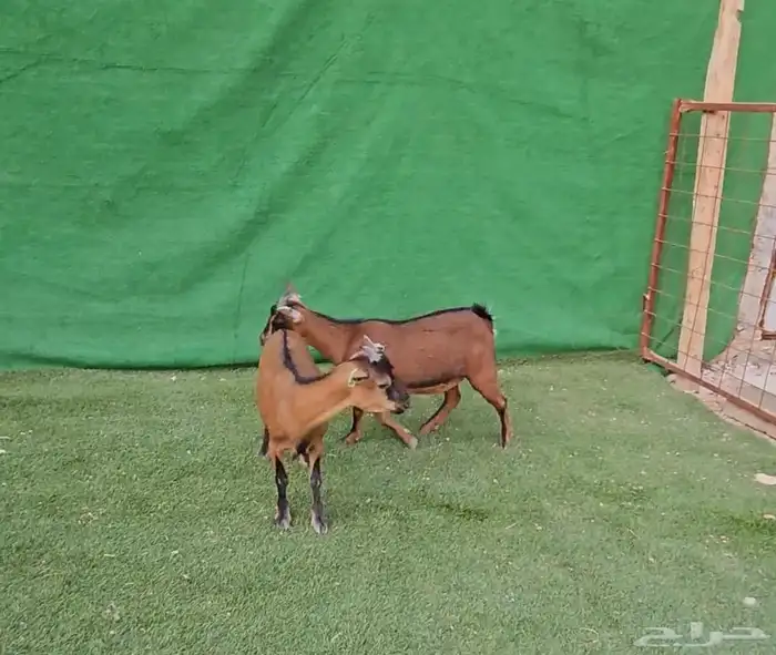 الماعز القزم 13