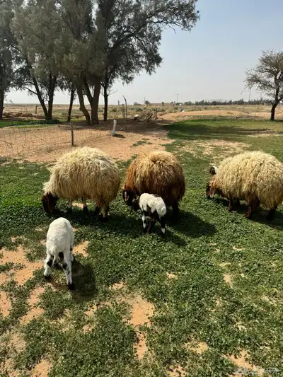 جذعه متوم و اربع جذعات ع واحد 16