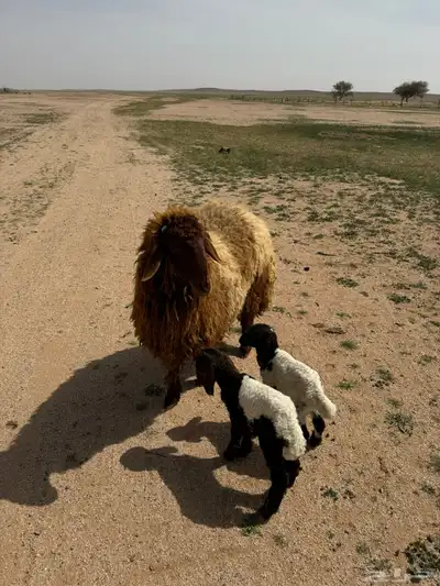 جذعه متوم و اربع جذعات ع واحد 0