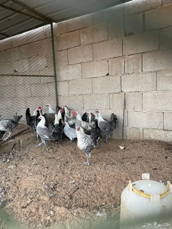 دجاج للبيع فيومي 6