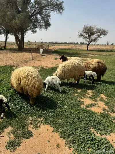 جذعه متوم و اربع جذعات ع واحد 17
