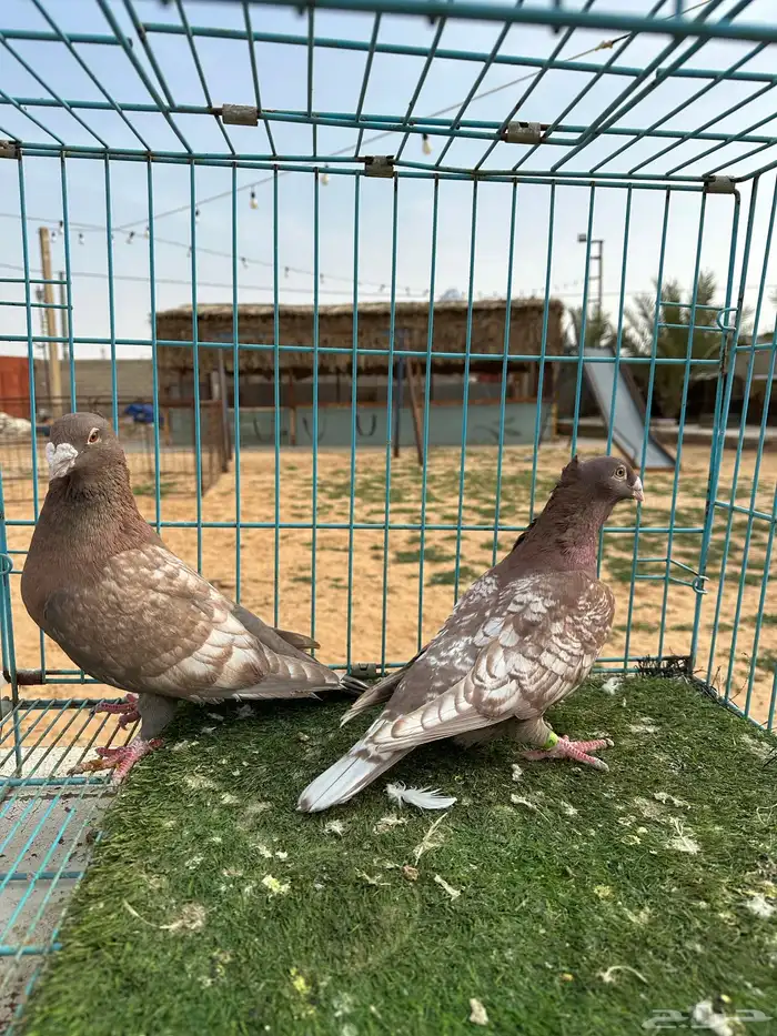 زاجل فراشة لون ومستوى وشرط مكينة انتاج 3