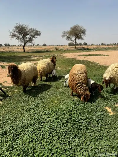جذعه متوم و اربع جذعات ع واحد 15
